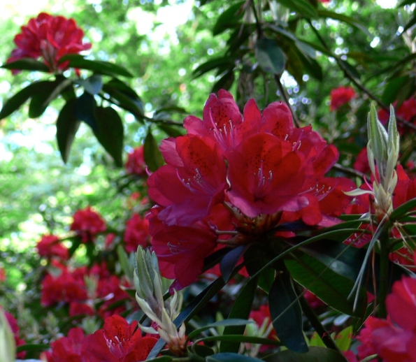Bois des Moutiers (45) Juin 2012